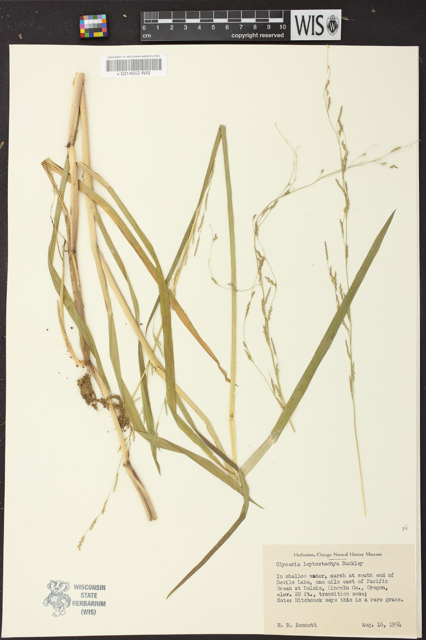 Glyceria leptostachya image