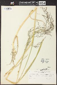 Glyceria grandis var. grandis image