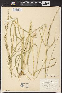 Glyceria melicaria image