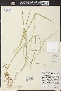 Glyceria melicaria image