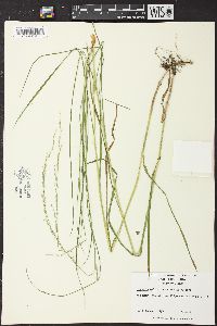 Glyceria melicaria image