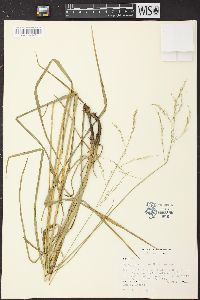 Glyceria nubigena image