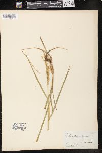 Glyceria obtusa image