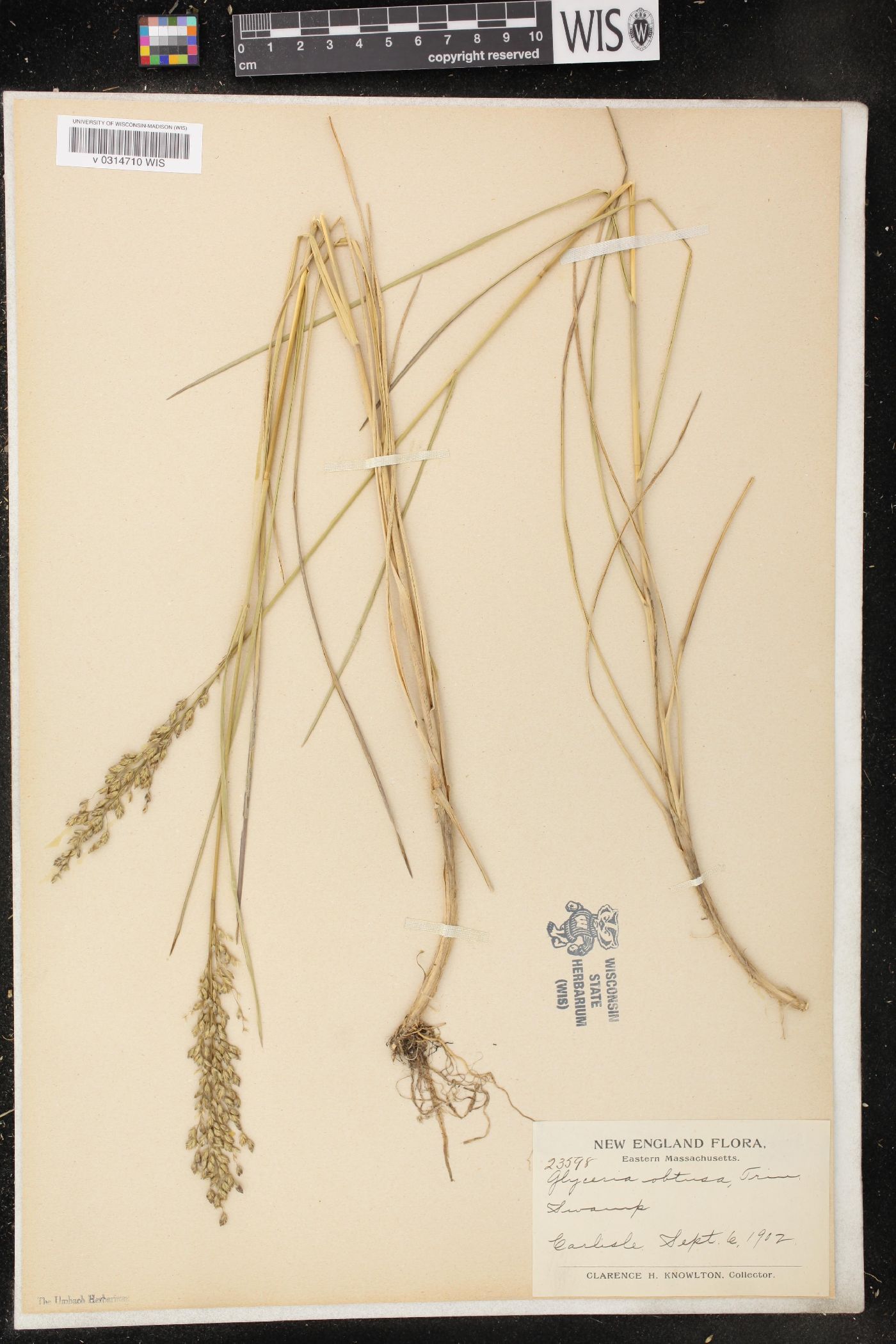 Glyceria obtusa image
