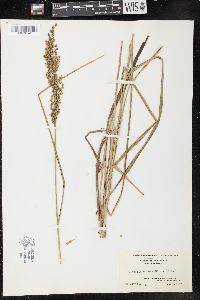 Glyceria obtusa image