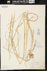 Image of Glyceria notata