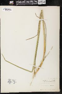 Glyceria septentrionalis image