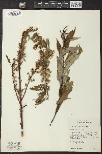 Salix petiolaris image