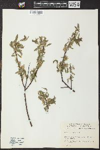 Salix petiolaris image