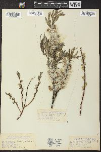 Salix petiolaris image