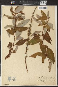 Salix petiolaris image