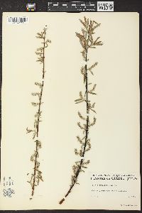 Salix petiolaris image