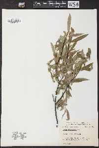 Salix petiolaris image