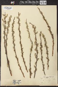 Salix petiolaris image