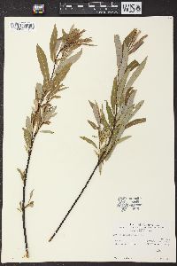 Salix petiolaris image