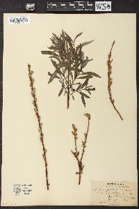 Salix petiolaris image