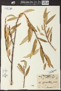 Salix petiolaris image