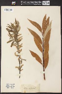 Salix petiolaris image