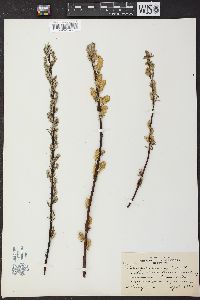 Salix petiolaris image