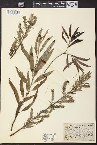 Salix petiolaris image