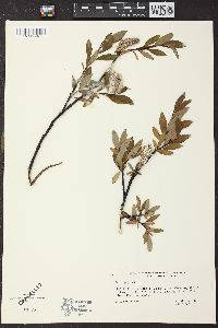 Salix phylicifolia image