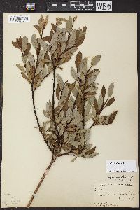 Salix planifolia image