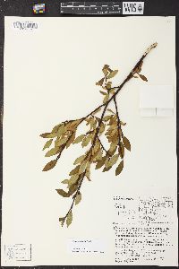 Salix planifolia image