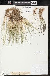 Poa arctica image