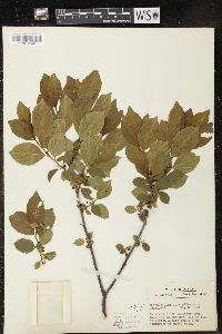 Rhamnus alnifolia image