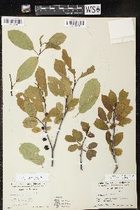 Rhamnus alnifolia image