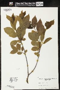 Rhamnus alnifolia image