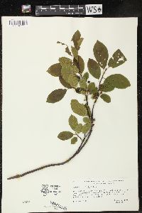 Rhamnus alnifolia image