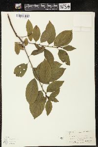 Rhamnus alnifolia image