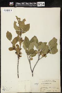 Rhamnus alnifolia image