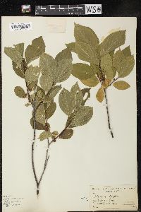 Rhamnus alnifolia image