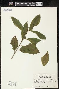 Rhamnus alnifolia image