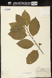 Rhamnus alnifolia image