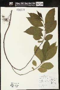 Rhamnus alnifolia image