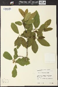 Frangula betulifolia subsp. betulifolia image