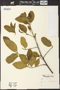 Frangula betulifolia subsp. betulifolia image