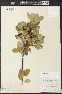 Frangula californica image