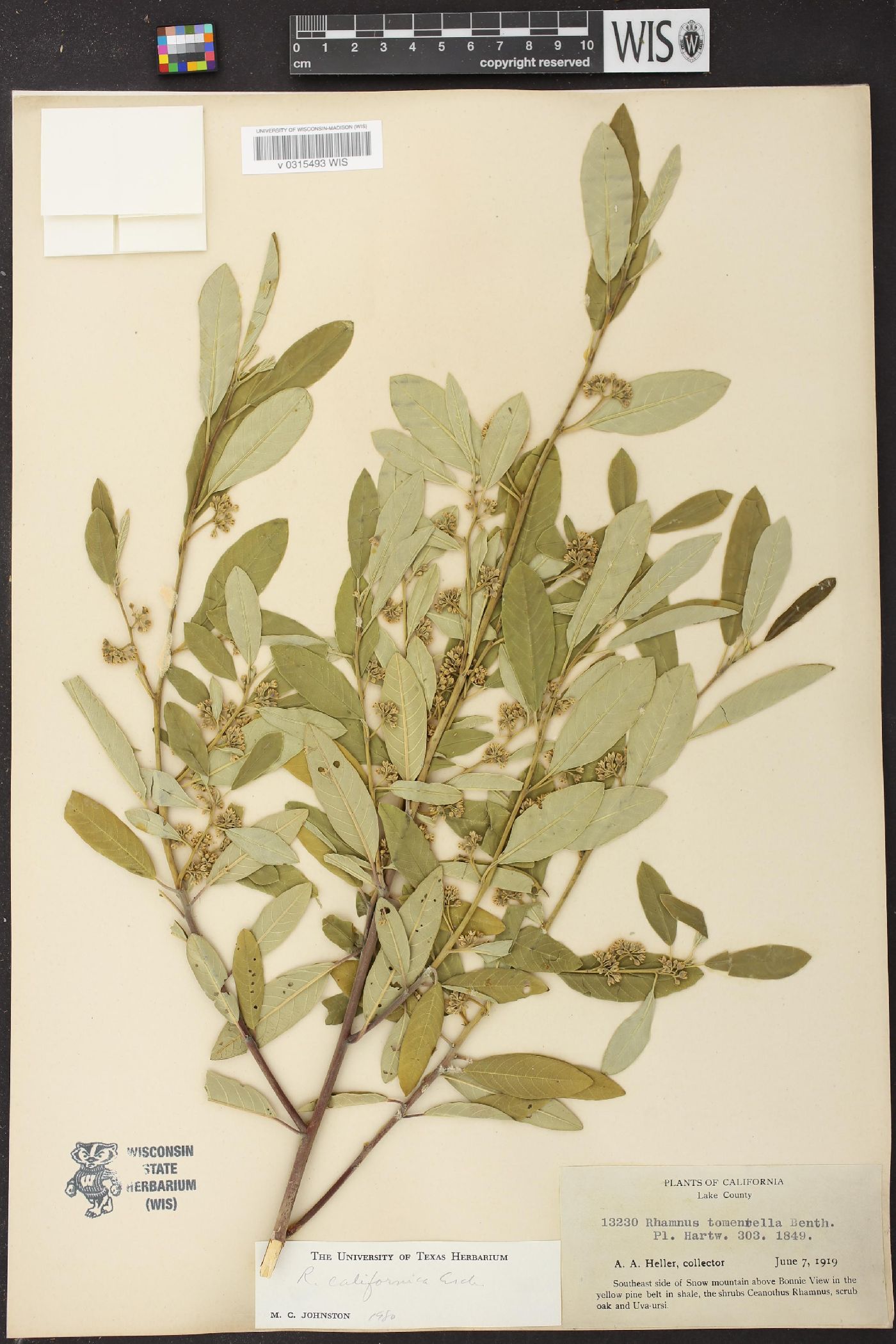 Frangula californica subsp. californica image