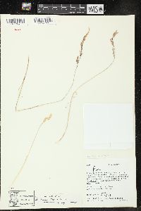 Poa epilis image