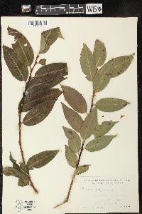 Salix pentandra image