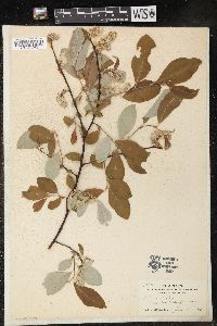 Salix scouleriana image