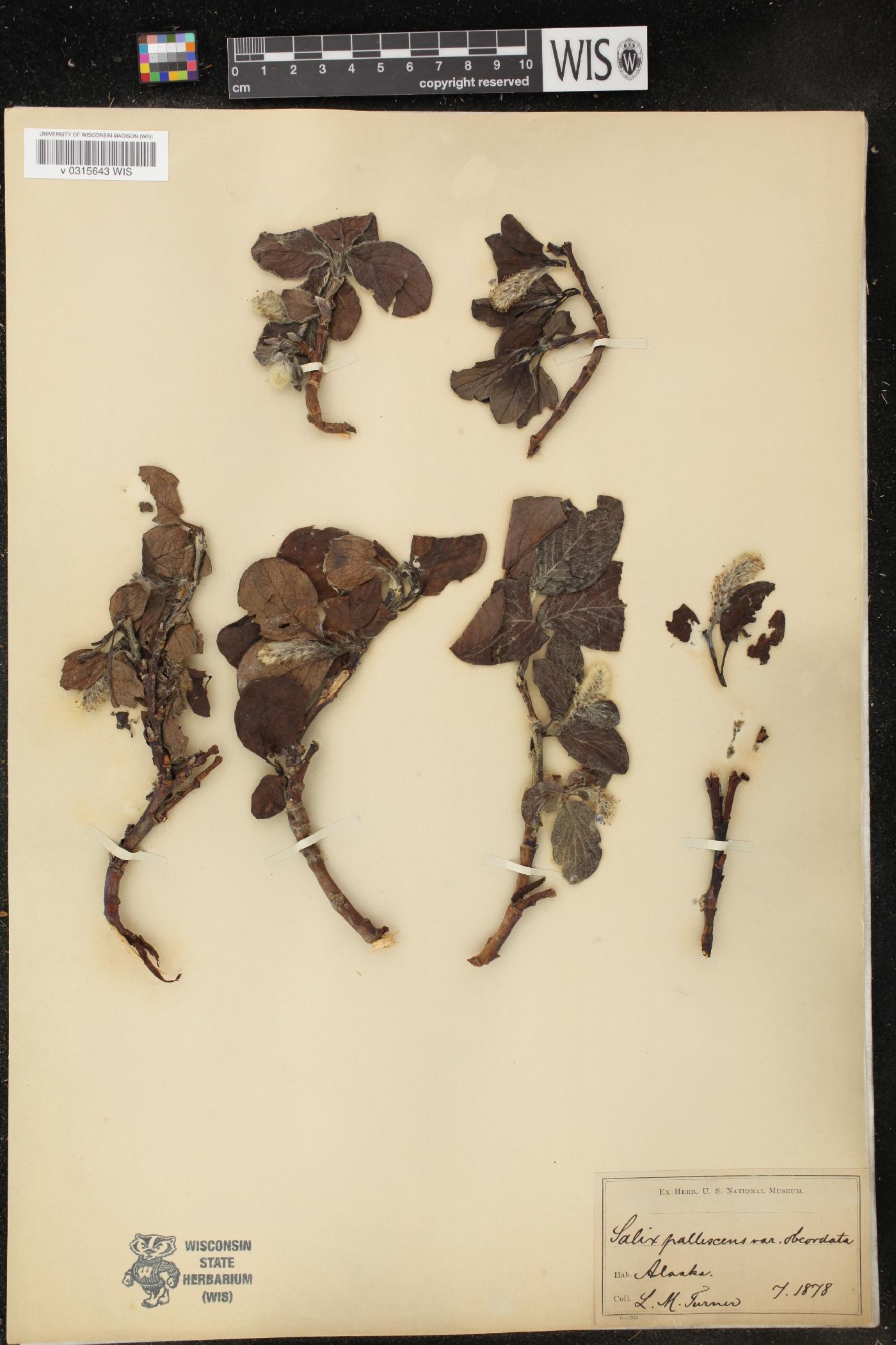Salix pallescens image