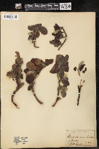 Salix pallescens image