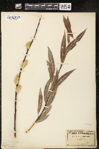 Salix alaxensis image