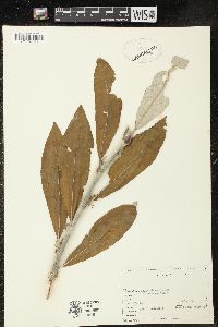 Salix alaxensis image