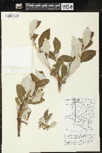 Salix alaxensis image